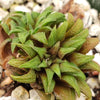 Haworthia parksiana