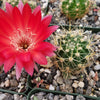 Lobivia Echinopsis hertrichiana