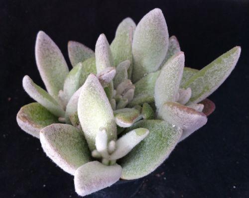 Kalanchoe eriophylla