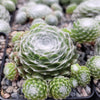 Cobweb Hens and Chicks - Sempervivum arachnoideum