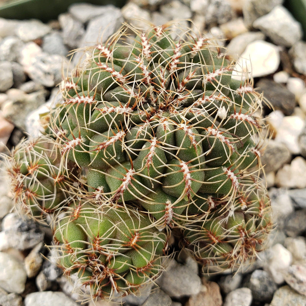 Sulcorebutia Zavaletae