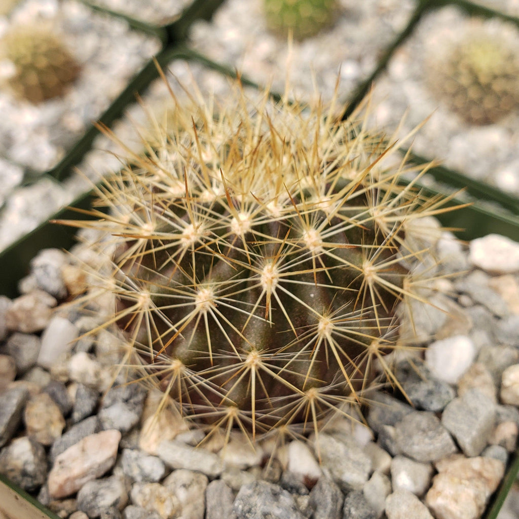 Neochilenia chilensis flaviflora