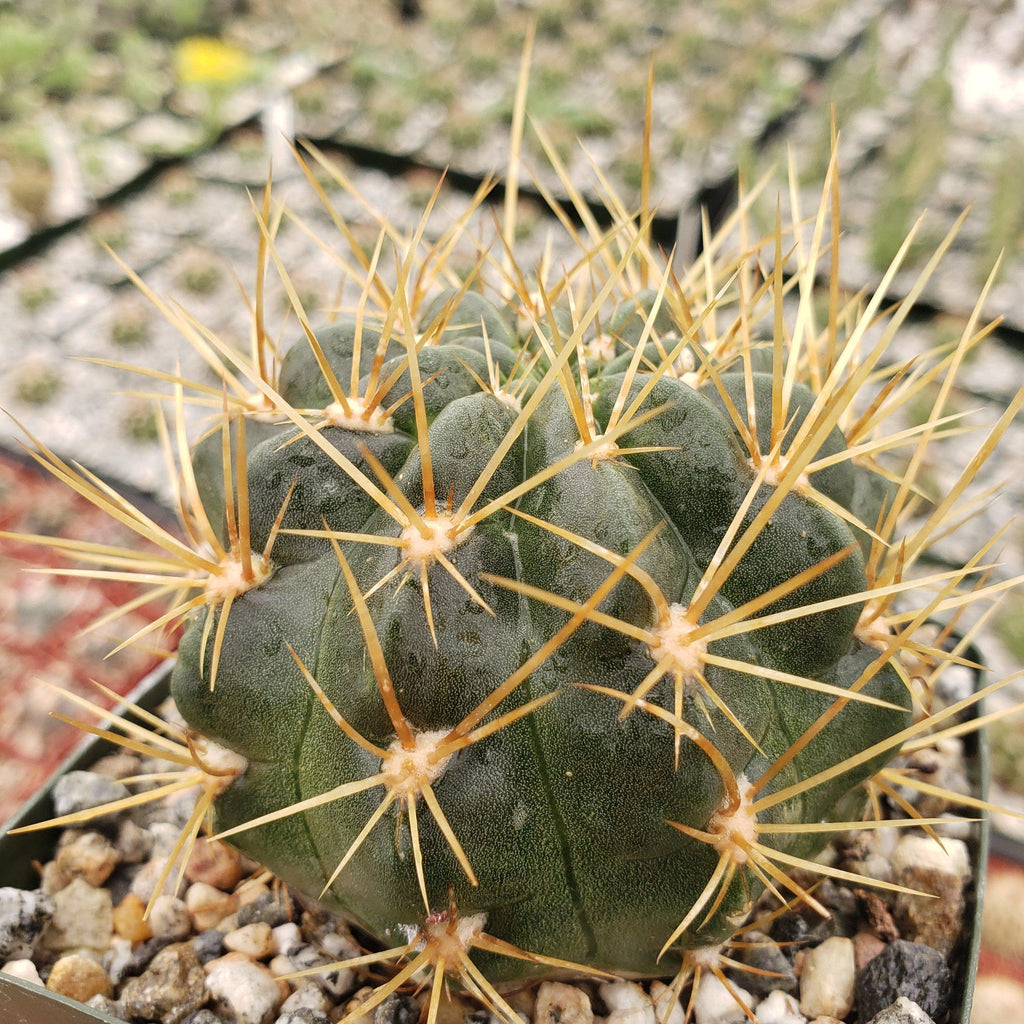 Lobivia Echinopsis maximiliana charazanensis