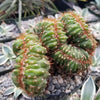 Cereus peruvianus multi-crested