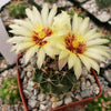 Hamatocactus setispinus