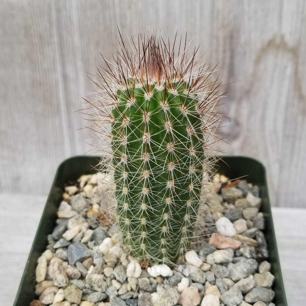 Trixantocereus blossfeldiorum