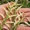 Pedilanthus tithymaloides variegated 3 cuttings