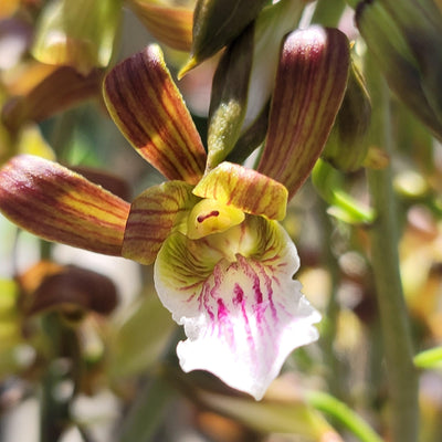 Eulophia petersii Desert Orchid Large