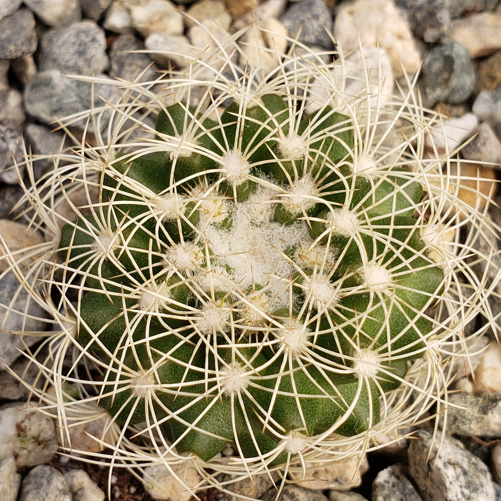 Discocactus arneispinus