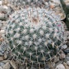 Mammillaria albata