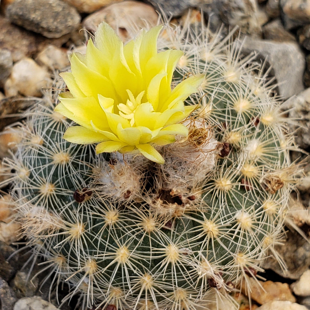 Frailea tenuissima albisetosa