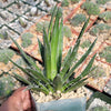 Agave filifera schidigera