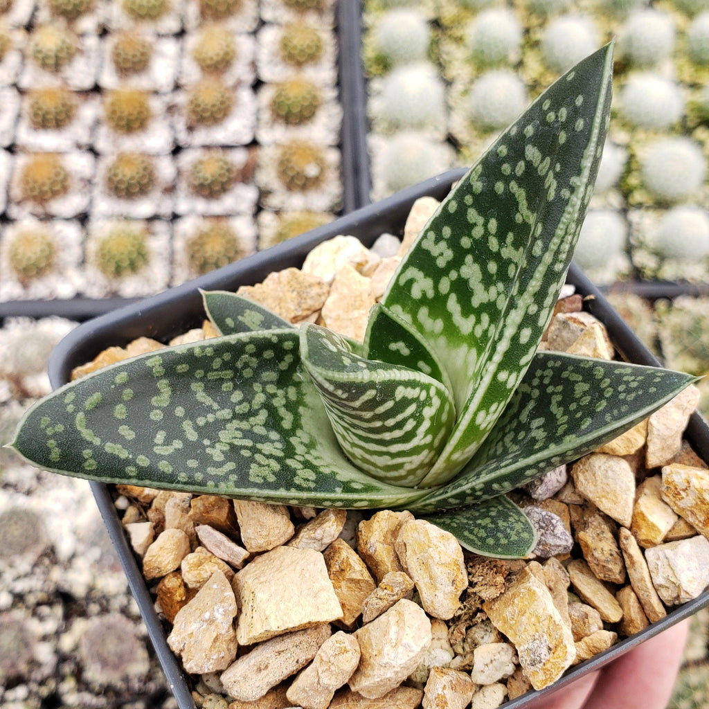 Gasteraloe Tiki Zilla