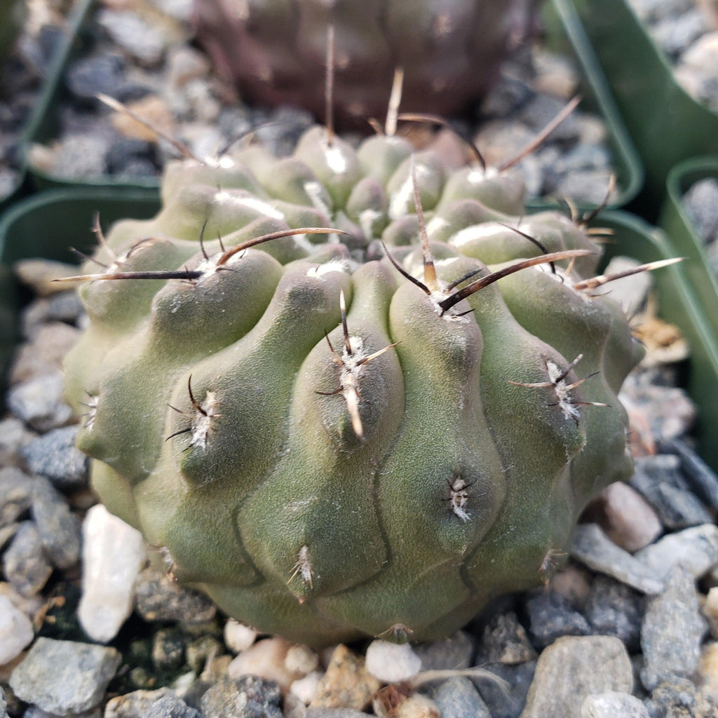 Neochilenia setosiflora