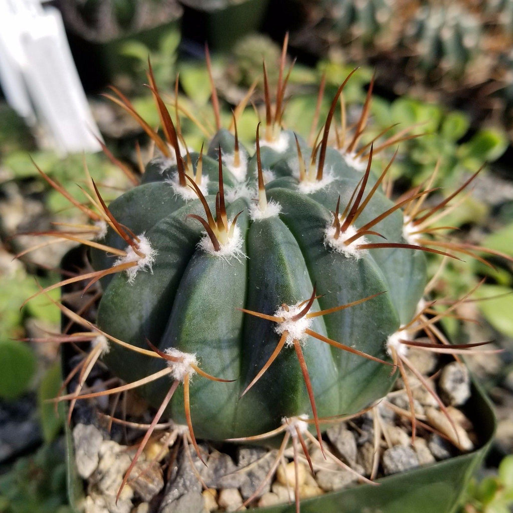 Melocactus levitestatus warasii