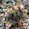 Euphorbia decaryi spirosticha