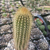 Austrocephalocereus estevesii