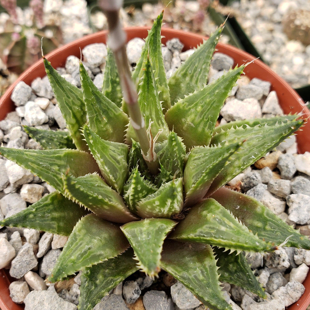 Haworthia guttata
