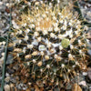 Mammillaria nivosa