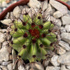 Organ Pipe Cactus ‘Stenocereus thurberi’