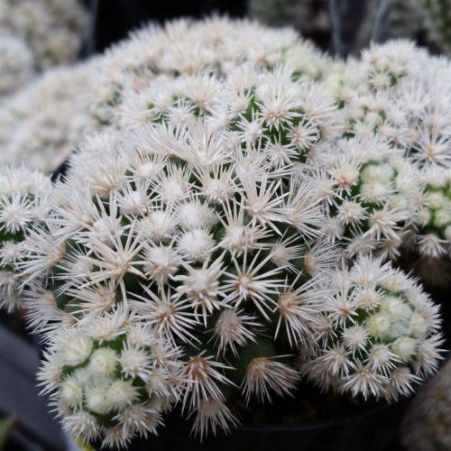 Mammillaria gracilis fragilis monstrose