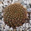 Rebutia marsoneri