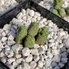 Crassula Columella