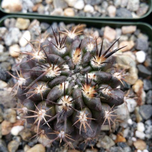 Neochilenia huascensis eriosyce crispa