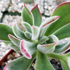 Ruby Slipper Succulent ‘Echeveria harmsii’