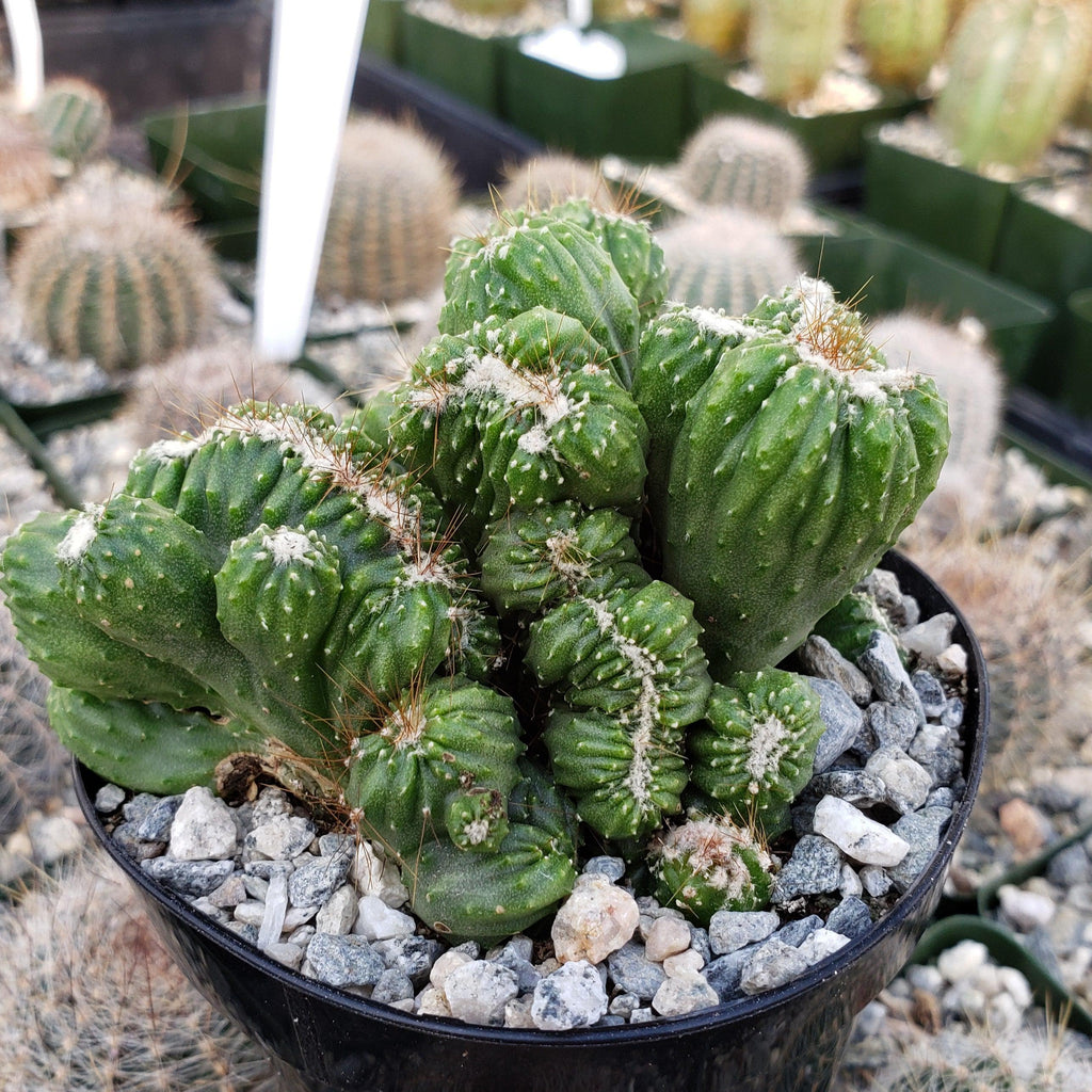 Cereus forbesii crest monstrose Ming Thing