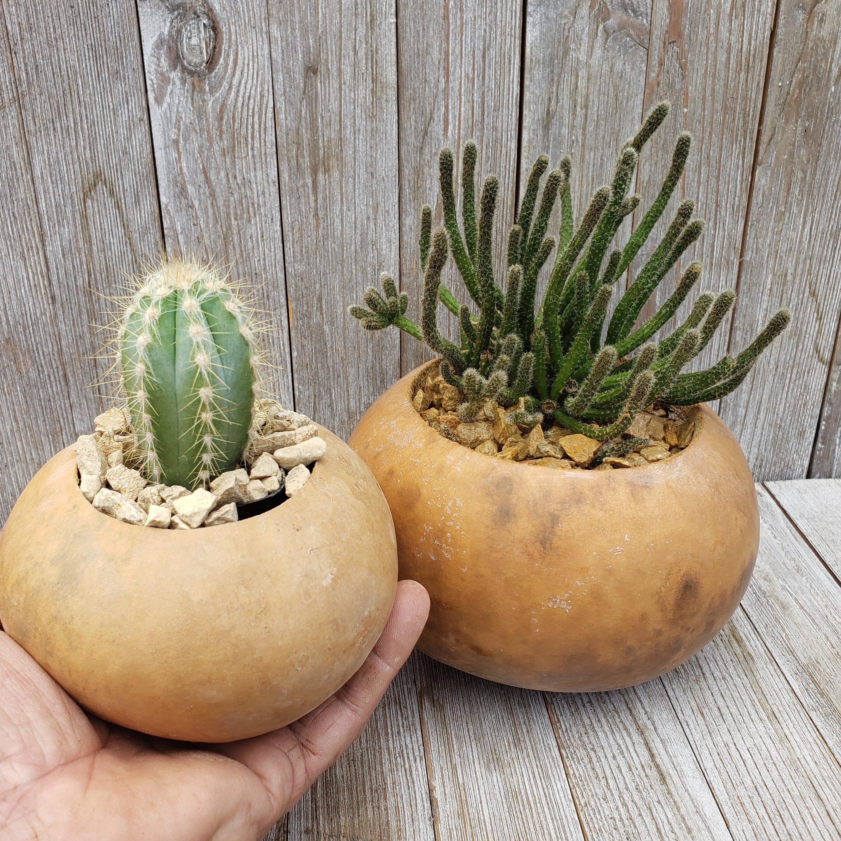 Gourd Cacti arrangement 4 and 6 inch