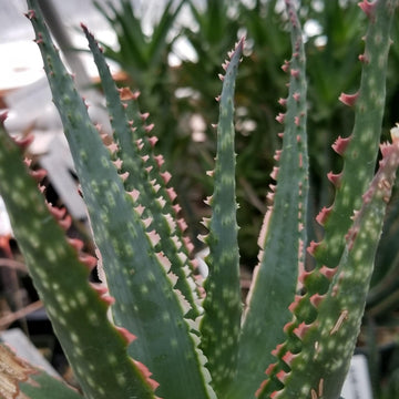 fire coral plant succulent Aloe Coral Fire