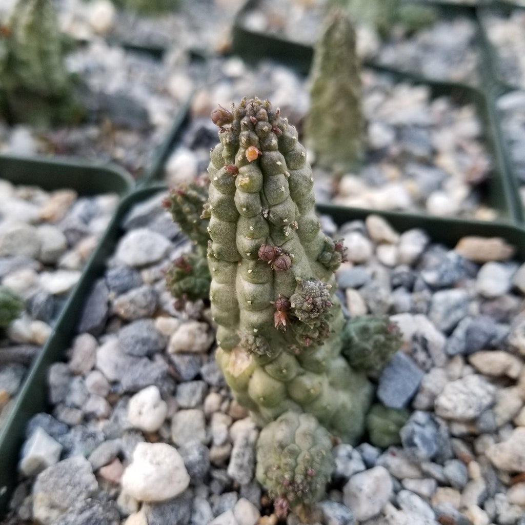 Echidnopsis cereiformis