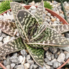 Gasteraloe pauline