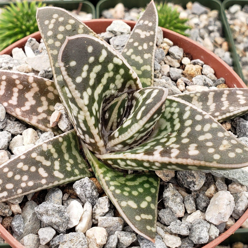 Gasteraloe pauline
