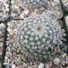 Mammillaria albata