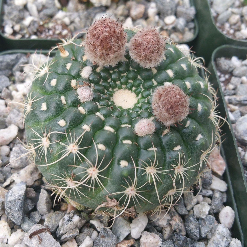 Notocactus concinnus