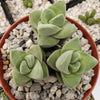 Crassula Moonglow