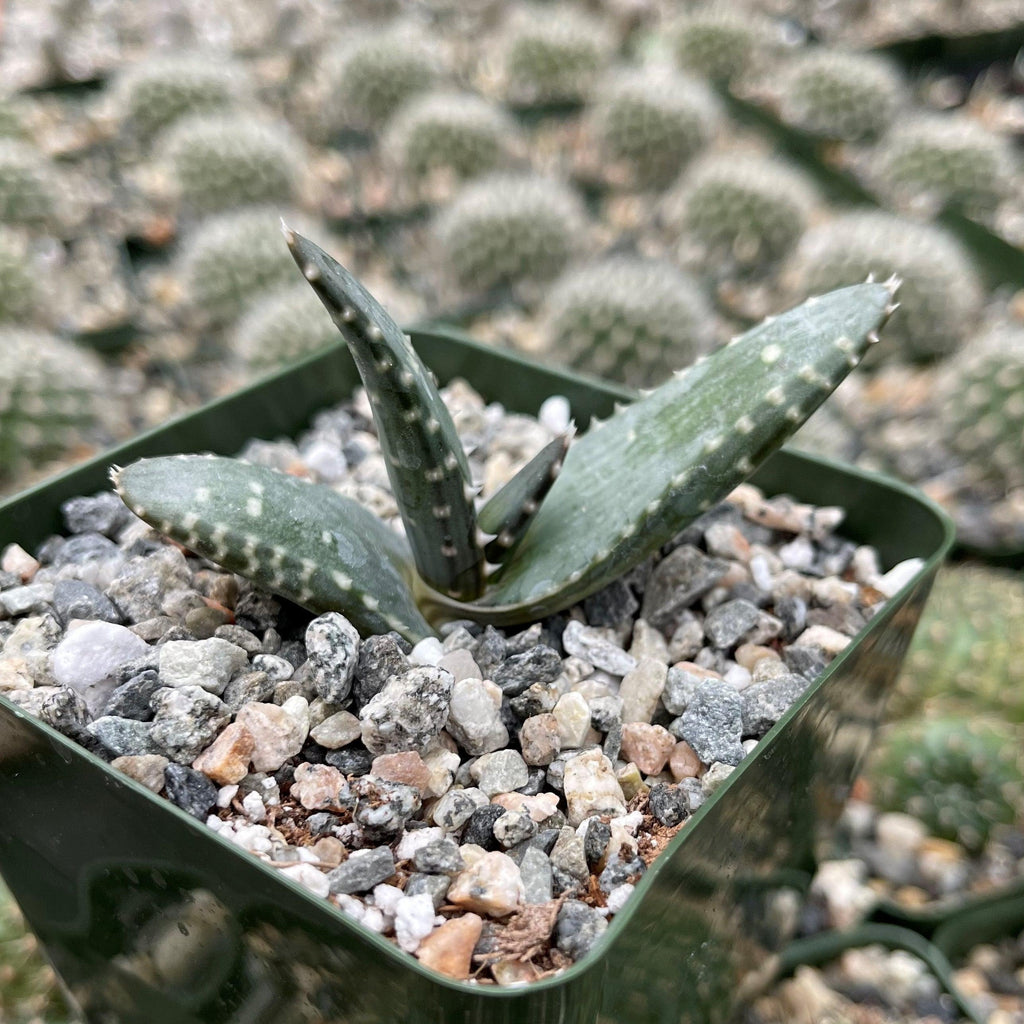 Aloe pearsonii