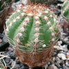 A round green Notocactus arachnites cactus with vertical ridges and reddish-white spines sits in rocky soil, showing a brown base.
