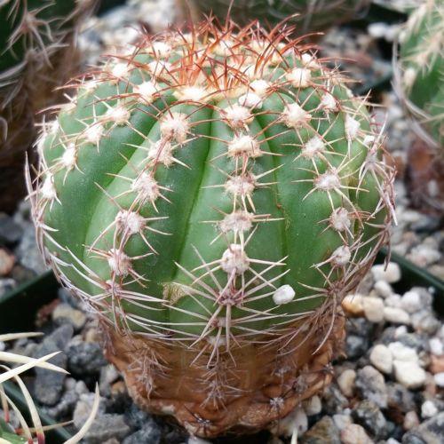 A round green Notocactus arachnites cactus with vertical ridges and reddish-white spines sits in rocky soil, showing a brown base.