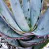 Aloe capitata quartziticola