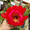 Torch Cactus - Trichocereus grandiflorus