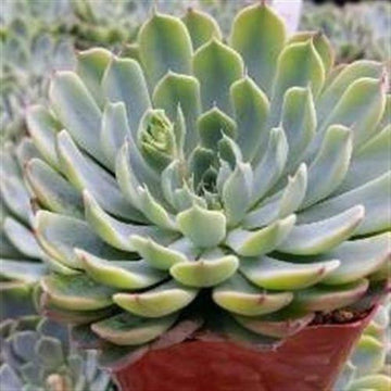 blue rose succulent Echeveria blue rose
