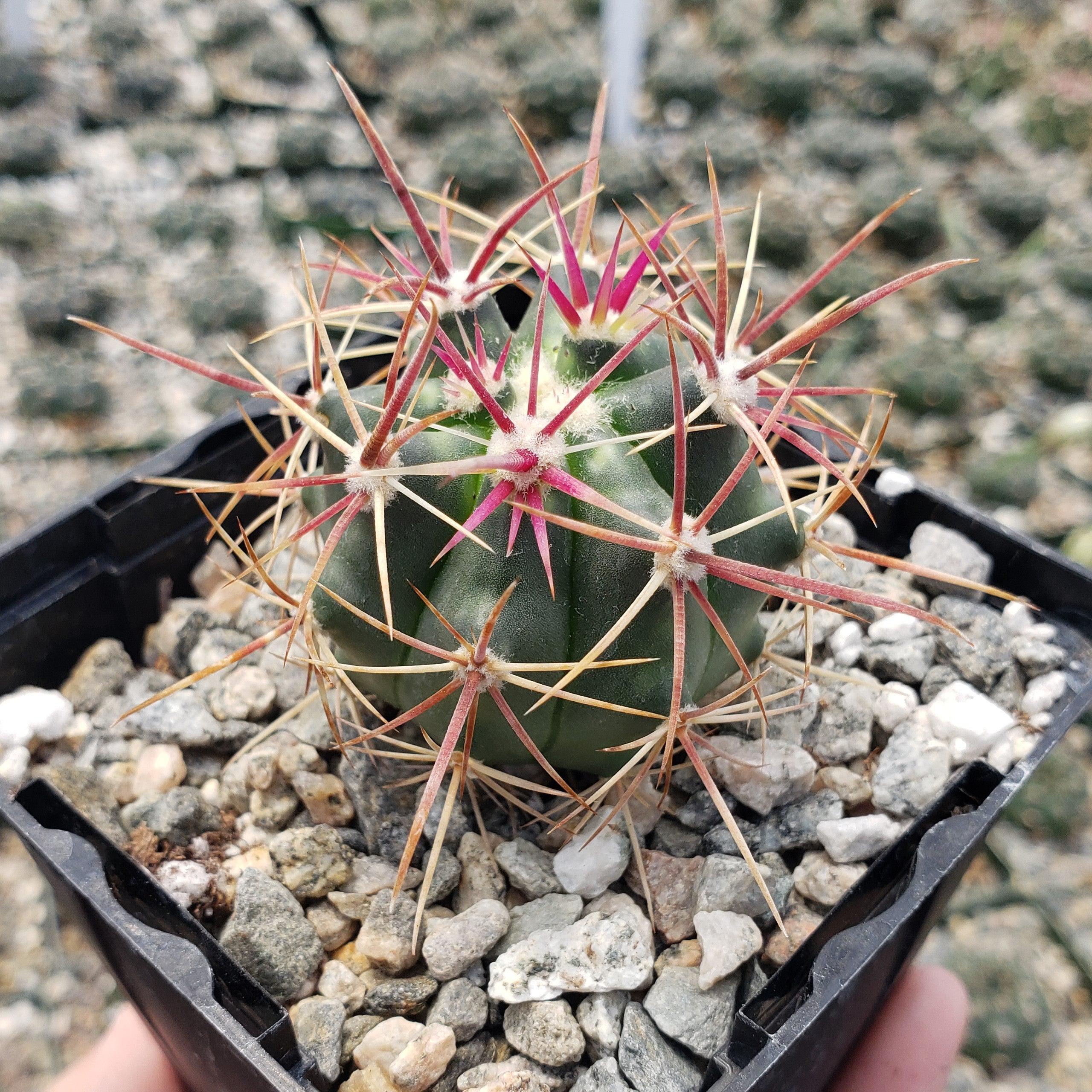 Ferocactus viridescens v. orcuttii valle de las palmas