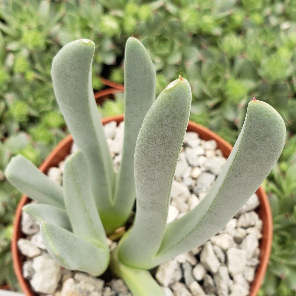 Carpet Weed - Cheiridopsis denticulata