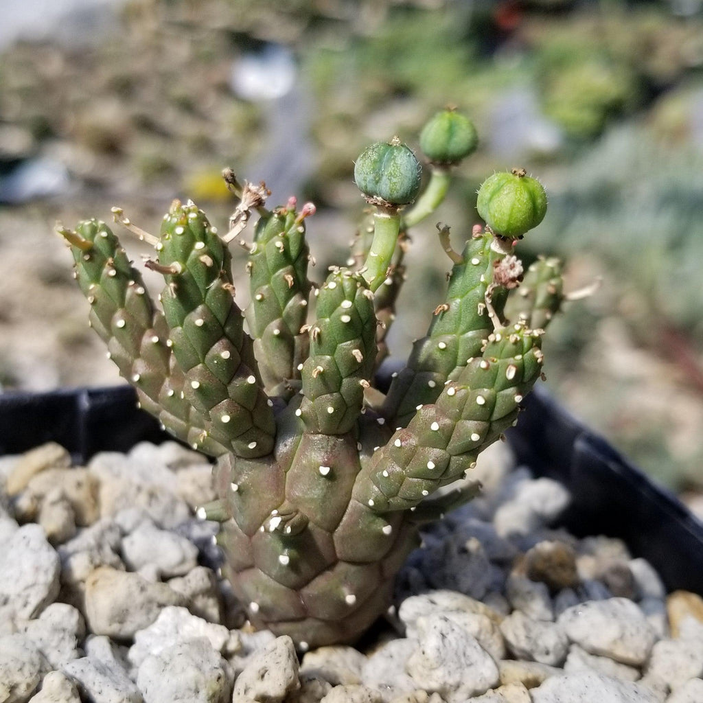 Euphorbia gamkaensis