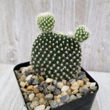 Opuntia microdasys albata