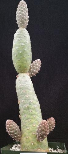 Pinecone Cactus &