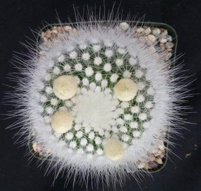 Notocactus rudibuenekeri albissimo